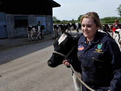 Our own dairy cows