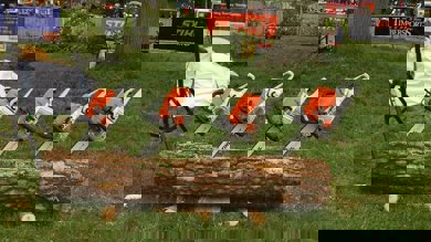 Image for news article: National Tree Week: Branching out with an arboriculture study programme