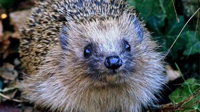 Image for news article: Myerscough strives for Hedgehog Friendly Campus status