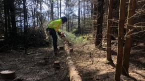 Image for news article: Arboriculture (Trees & Woodland)