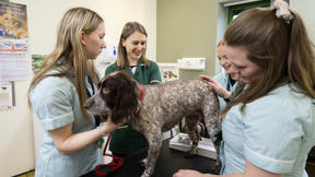 Image for news article: Veterinary Nursing