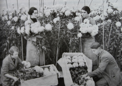 Chrysanthemum picking 1947