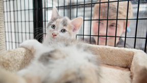 Image for news article: Animal Studies